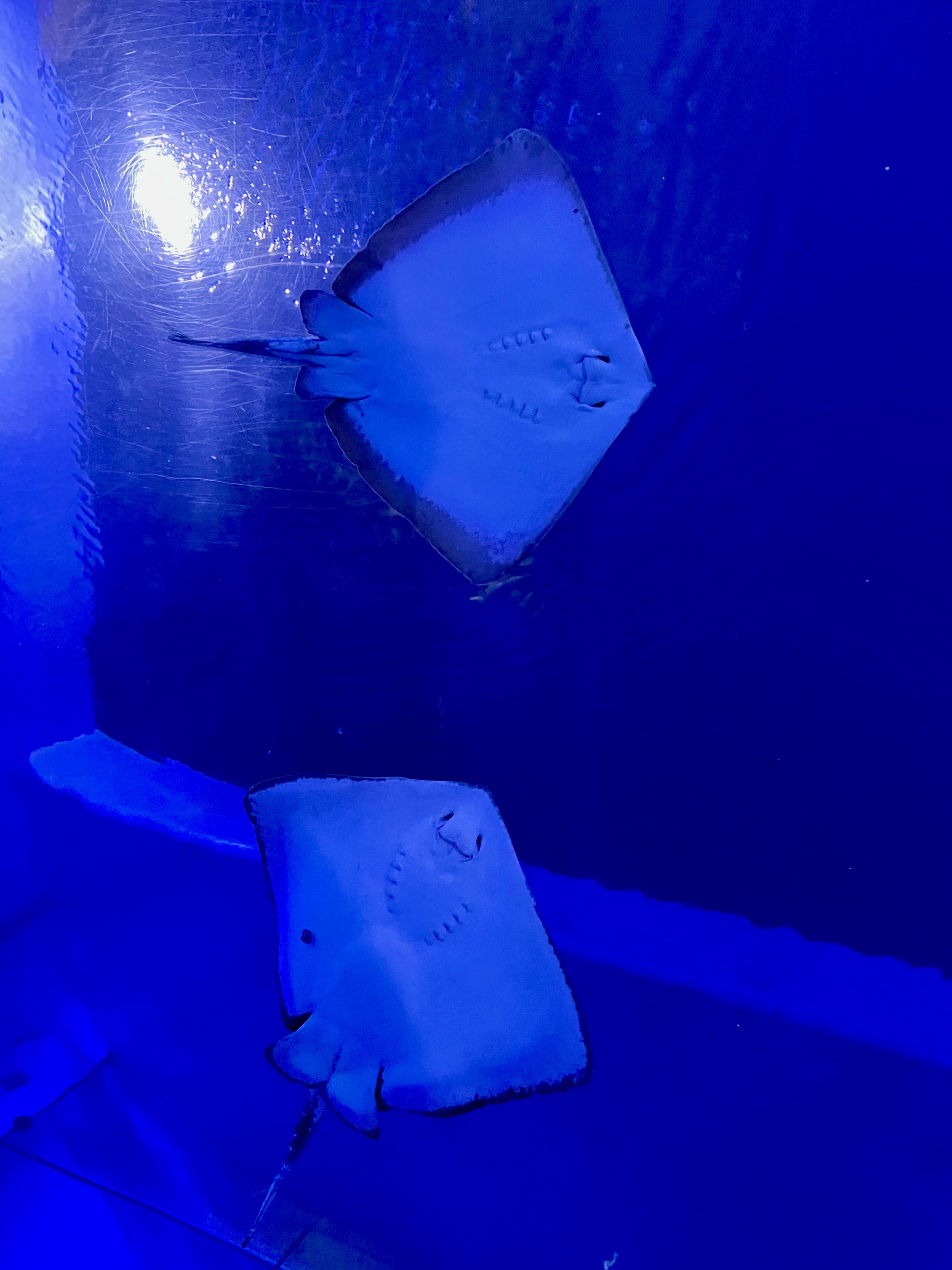 趴在水箱顶的鳐鱼