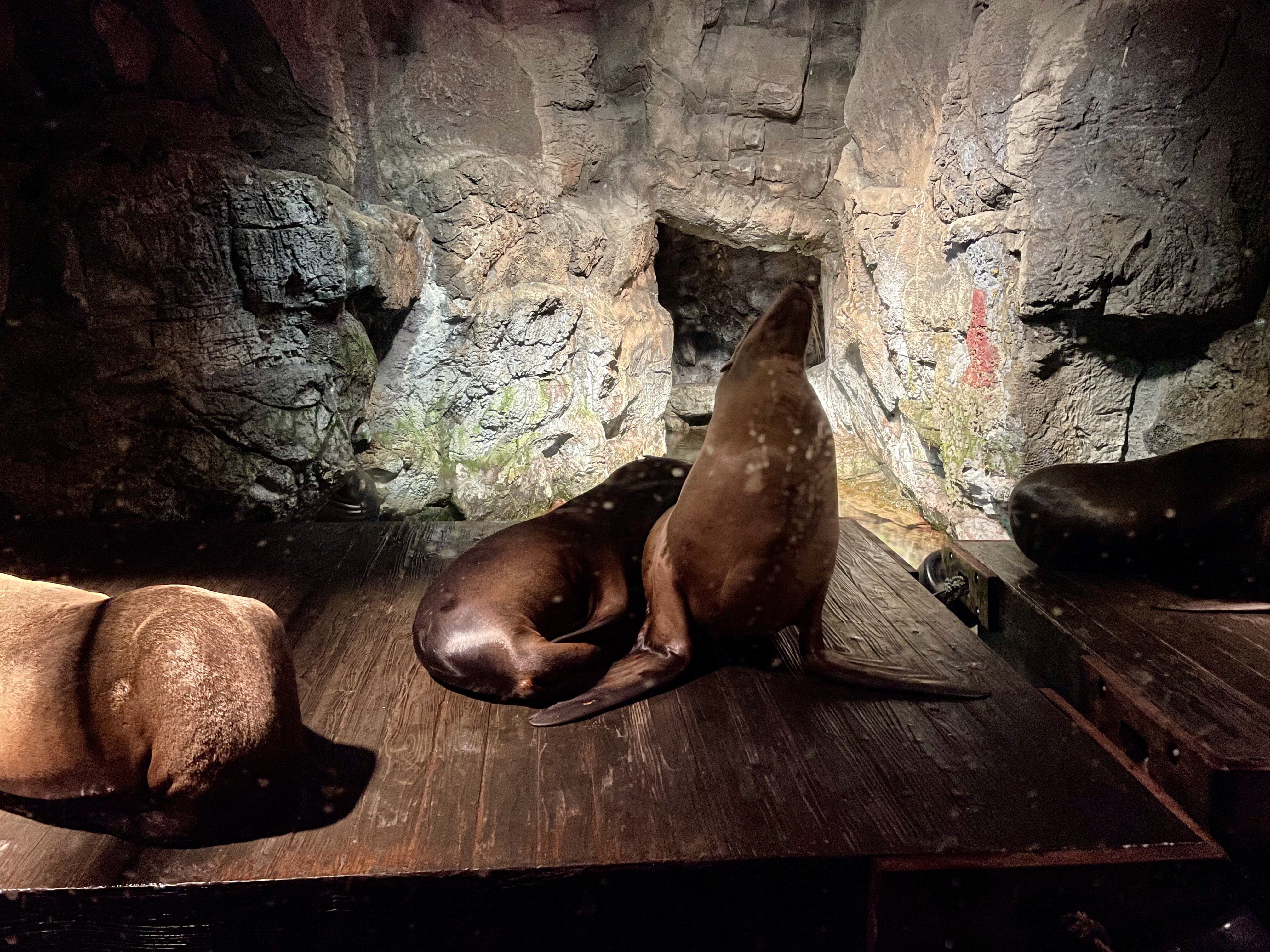 正在睡觉的海狮